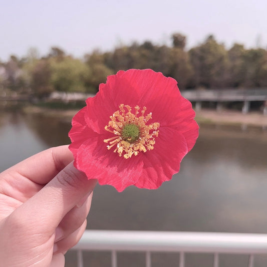 Pretty Fuchsia Poppy Hair Clip